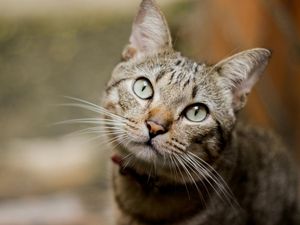 Kenapa Mata Kucing Belekan? Ini 7 Penyebab dan Cara Mengobatinya