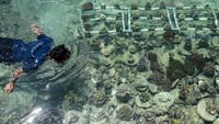 Warga memeriksa kondisi terumbu karang yang telah ditanam di kawasan konservasi terumbu karang di Pulau Pramuka, Kepulauan Seribu, Jakarta, Senin (3/11/2025). ANTARA FOTO/Sulthony Hasanuddin