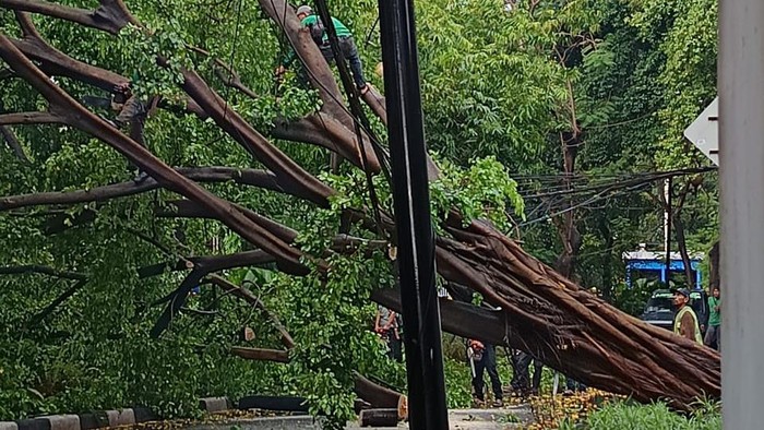 Pohon Beringin Besar di Menteng Tumbang, Badan Jalan Tertutup
