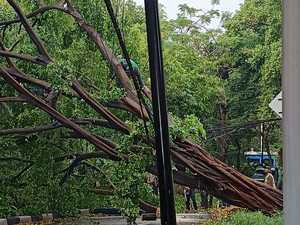 Pohon Beringin Besar di Menteng Tumbang, Badan Jalan Tertutup