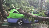 Pohon Tumbang Timpa Angkot di Bogor hingga Ringsek dan Tutup Lalin