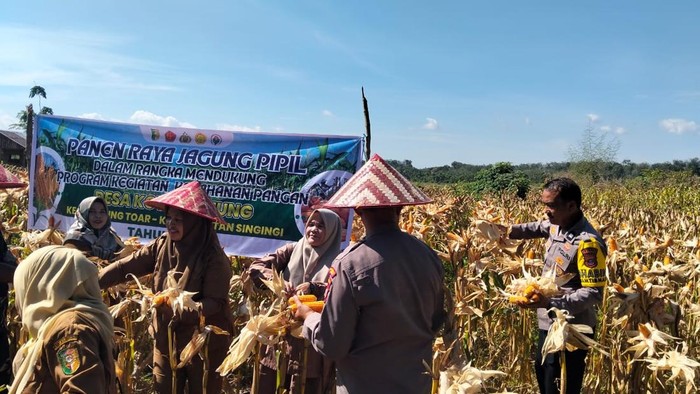 Polres Kuansing sukses panen raya jagung di dua desa.