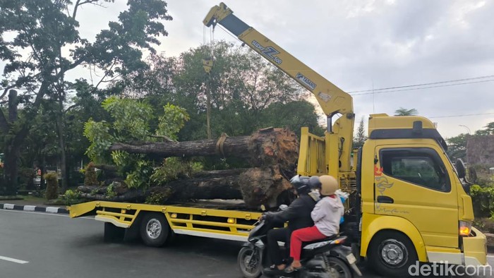 Proses pemindahan tanaman. (Foto: Raja Adil Siregar)