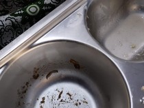 Penjelasan SPPG soal Temuan Ulat di Menu MBG SDN Argapura Cirebon