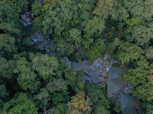 Ahli ITB Tekankan Hutan Alami Cegah Banjir-Longsor, Apakah Kebun Sawit Bisa?