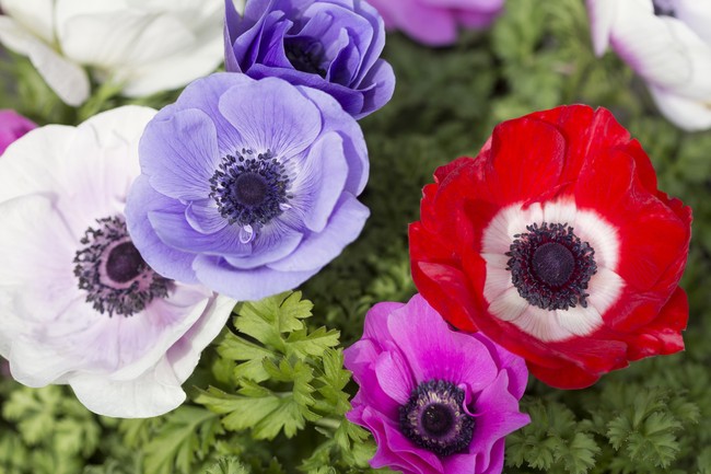 Close-up of anemones