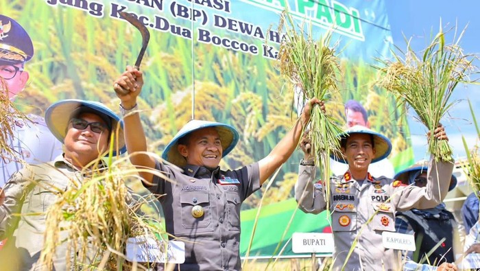 Bupati Bone Andi Asman Sulaiman saat melakukan panen padi di Kecamatan Dua Boccoe beberapa saat lalu. Agung Pramono/detikSulsel.