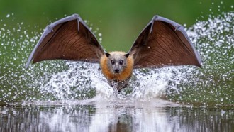 Karya Finalis Kontes Foto Hewan Liar Bikin Tercengang