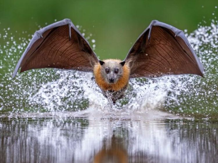 Karya Finalis Kontes Foto Hewan Liar Bikin Tercengang