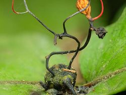 Karya Finalis Kontes Foto Hewan Liar Bikin Tercengang