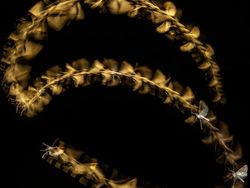 Karya Finalis Kontes Foto Hewan Liar Bikin Tercengang