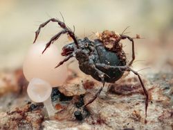 Karya Finalis Kontes Foto Hewan Liar Bikin Tercengang