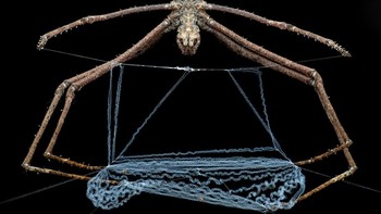 Nocturnal Huntress karya Darcy Santos. Kategori arakhnida. Foto: Close-up Photographer of the Year