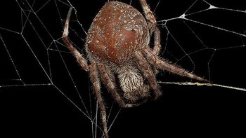 Caught Between Worlds oleh Ben Revell. Kategori Arakhnida. Foto: Close-up Photographer of the Year