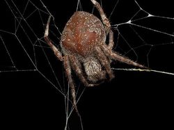 Karya Finalis Kontes Foto Hewan Liar Bikin Tercengang