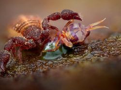 Karya Finalis Kontes Foto Hewan Liar Bikin Tercengang