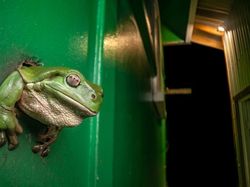 Karya Finalis Kontes Foto Hewan Liar Bikin Tercengang