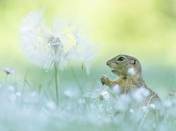 Karya Finalis Kontes Foto Hewan Liar Bikin Tercengang