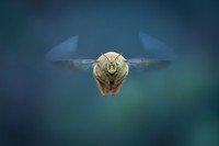 Close-up Photographer of the Year 2025