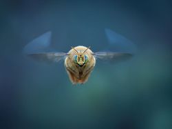 Karya Finalis Kontes Foto Hewan Liar Bikin Tercengang