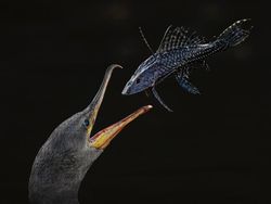 Karya Finalis Kontes Foto Hewan Liar Bikin Tercengang