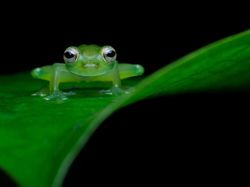 Karya Finalis Kontes Foto Hewan Liar Bikin Tercengang