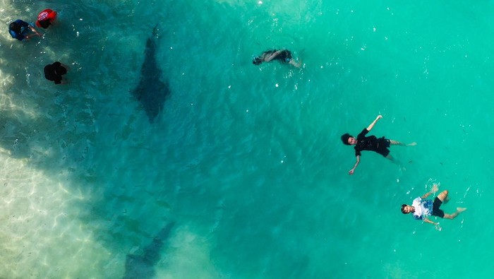 Wisatawan memberikan pakan hiu pari di Pulau Payung, Kepulauan Seribu, Jakarta, Selasa (4/11/2025). Berdasarkan data Kementerian Pariwisata, target investasi sektor pariwisata pada periode 2025-2029 menitikberatkan pada 10 destinasi pariwisata prioritas seperti di Provinsi DKI Jakarta yang ditargetkan dapat menarik investasi senilai Rp14,3 triliun pada 2025 dan mencapai Rp22 triliun pada 2029. ANTARA FOTO/Sulthony Hasanuddin