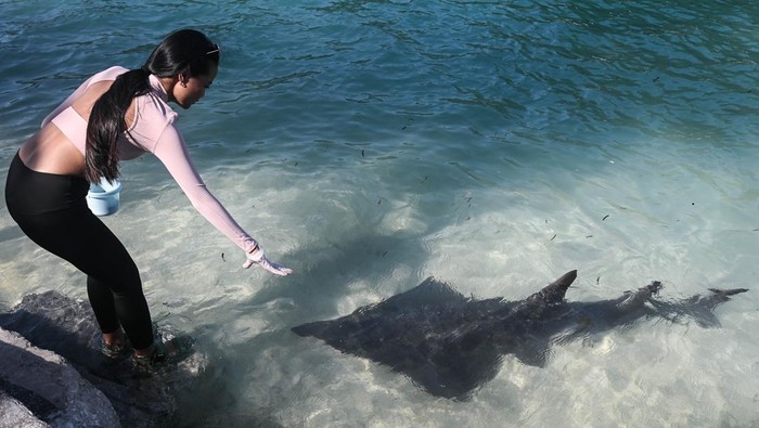 Wisatawan memberikan pakan hiu pari di Pulau Payung, Kepulauan Seribu, Jakarta, Selasa (4/11/2025). Berdasarkan data Kementerian Pariwisata, target investasi sektor pariwisata pada periode 2025-2029 menitikberatkan pada 10 destinasi pariwisata prioritas seperti di Provinsi DKI Jakarta yang ditargetkan dapat menarik investasi senilai Rp14,3 triliun pada 2025 dan mencapai Rp22 triliun pada 2029. ANTARA FOTO/Sulthony Hasanuddin
