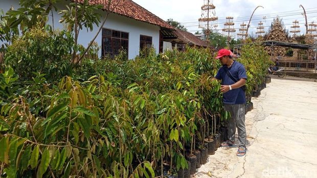 Festival Kebonkliwon di Desa Kebonrejo, Salaman, Magelang, Selasa (4/11/2025). Ada ribuan bibit tanaman gratis untuk hadirin. Festival Kebonkliwon di Desa Kebonrejo, Salaman, Magelang, Selasa (4/11/2025). Ada ribuan bibit tanaman gratis untuk hadirin.