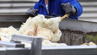 Flu burung menyebar dengan cepat di Eropa, dengan jumlah negara tertinggi dalam setidaknya satu dekade melaporkan wabah awal, menimbulkan kekhawatiran tentang terulangnya krisis masa lalu yang menyebabkan pemusnahan puluhan juta unggas dan kenaikan harga pangan. Foto: REUTERS/Christian Mang