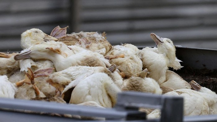 Duck carcasses are moved at a duck farm in Neuhardenberg, following the outbreak of the highly contagious bird flu among cranes at a gathering place for migratory birds, in the federal state of Brandenburg, Germany, October 26, 2025. REUTERS/Christian Mang