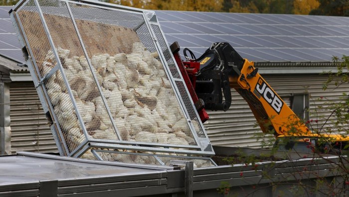 Duck carcasses are moved at a duck farm in Neuhardenberg, following the outbreak of the highly contagious bird flu among cranes at a gathering place for migratory birds, in the federal state of Brandenburg, Germany, October 26, 2025. REUTERS/Christian Mang