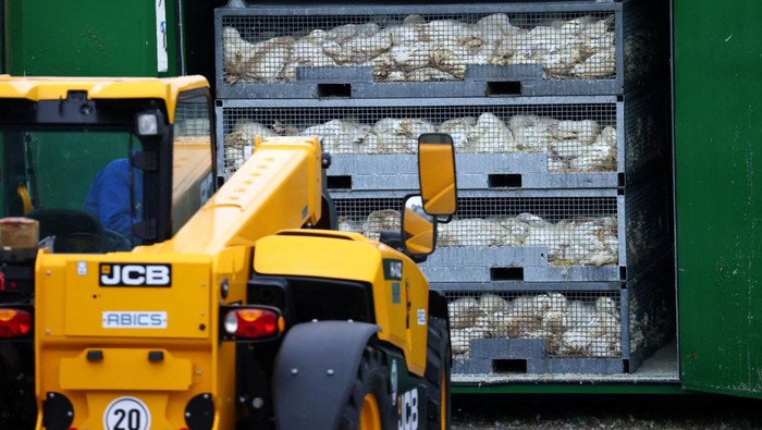 Duck carcasses are moved at a duck farm in Neuhardenberg, following the outbreak of the highly contagious bird flu among cranes at a gathering place for migratory birds, in the federal state of Brandenburg, Germany, October 26, 2025. REUTERS/Christian Mang