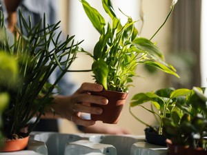 Panduan Lengkap Tips Merawat Tanaman Hias di Rumah