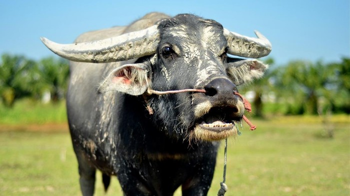 Berapa Harga Kerbau 1 Ekor? Ini Kisaran Harga dan Jenis-jenisnya di Indonesia