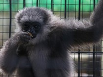 Owa Jawa Hasil Serahan Warga Banten Akan Dilepasliarkan ke Alam Liar