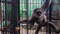 Primata langka ini merupakan jantan berusia sekitar 1,5 tahun dengan bobot sekitar 2 kilogram. Petugas BBKSDA memastikan Owa Jawa tersebut dalam kondisi sehat. Selama proses penanganan, hewan ini diberikan perawatan intensif termasuk asupan air minum dan nutrisi yang sesuai sebelum nantinya direhabilitasi. ANTARA FOTO/Angga Budhiyanto