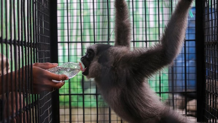Petugas memberikan air minum kepada seekor Owa Jawa (Hylobates moloch) hasil serahan warga di Kantor Balai Besar Konservasi Sumber Daya Alam (BBKSDA) Jawa Barat Seksi Konservasi Wilayah I, Kota Serang, Banten, Selasa (4/11/2025). BBKSDA Jawa Barat Seksi Konservasi Wilayah I mengevakuasi primata dilindungi berjenis kelamin jantan berumur sekitar 1,5 tahun dengan berat sekitar dua kilogram tersebut dalam kondisi sehat yang kemudian akan direhabilitasi sebelum dilepasliarkan ke habitat asalnya. ANTARA FOTO/Angga Budhiyanto