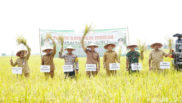 Panen padi di Lamongan