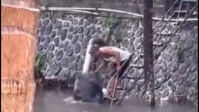 Pria Buang Sampah ke Tukad Badung Dipanggil Satpol PP!