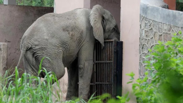 Shankar, gajah Afrika paling kesepian di India