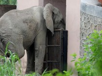 Akhir Kisah Gajah Afrika Paling Kesepian di India