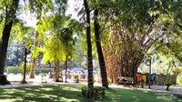 Pohon bambu di Taman Bambu