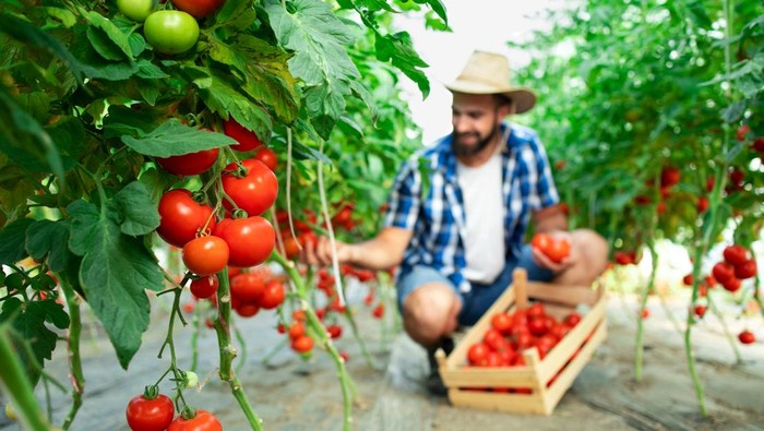 Cara Menanam Tomat Sendiri di Rumah agar Tumbuh Subur dan Cepat Panen