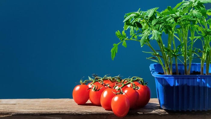 10 Tanaman Buah Dalam Pot yang Praktis Lengkap Tipsnya