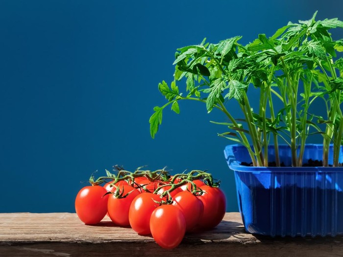 Cara Menanam Tomat Sendiri di Rumah agar Tumbuh Subur dan Cepat Panen