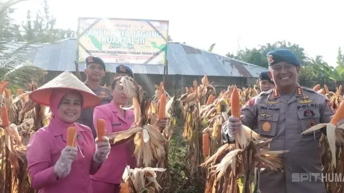 Dansat Brimob Polda Bengkulu, Kombes Muhammad Fachry, pimpin panen jagung di lahan ketahanan pangan Satbrimob Polda Bengkulu.