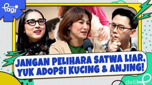 Video: Jangan Pelihara Satwa Liar, Yuk Adopsi Kucing & Anjing!