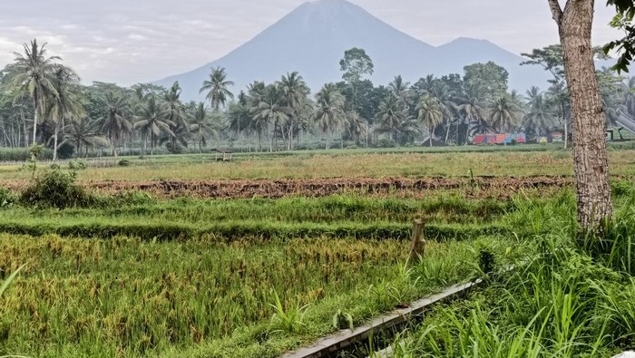 Erupsi Gunung Semeru
