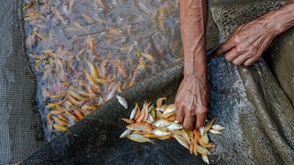 Ikan Sinyonya dari Pandeglang Tembus Pasar Vietnam